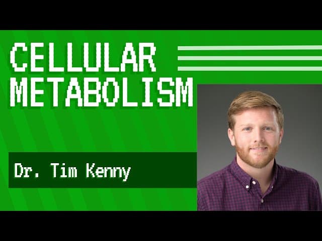Nutrient Transport and Cell Metabolism